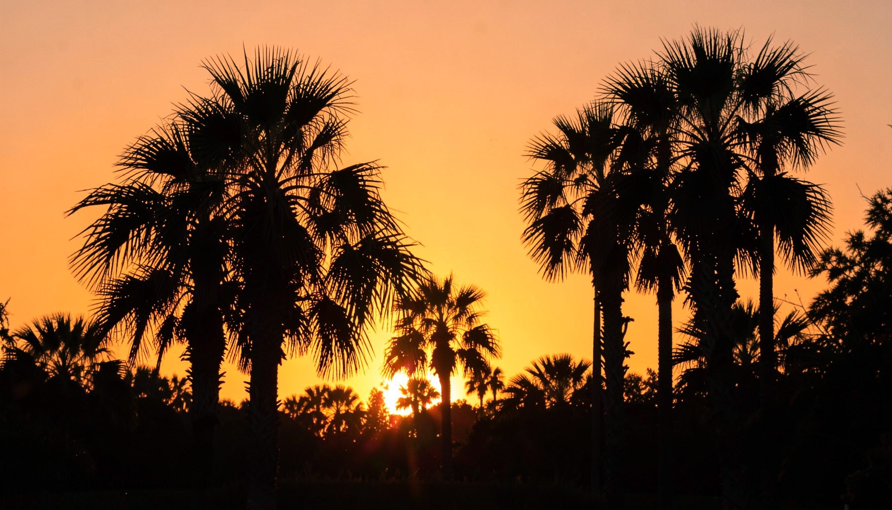 Sun-drenched outdoor scene with golden-hour light, palm trees silhouetted against an orange sky
